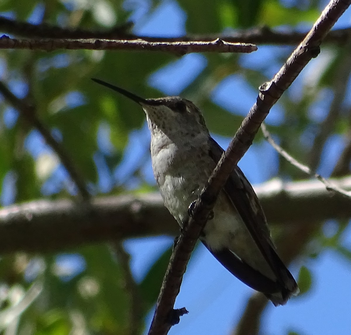 Black-chinned Hummingbird - Adam Roberts