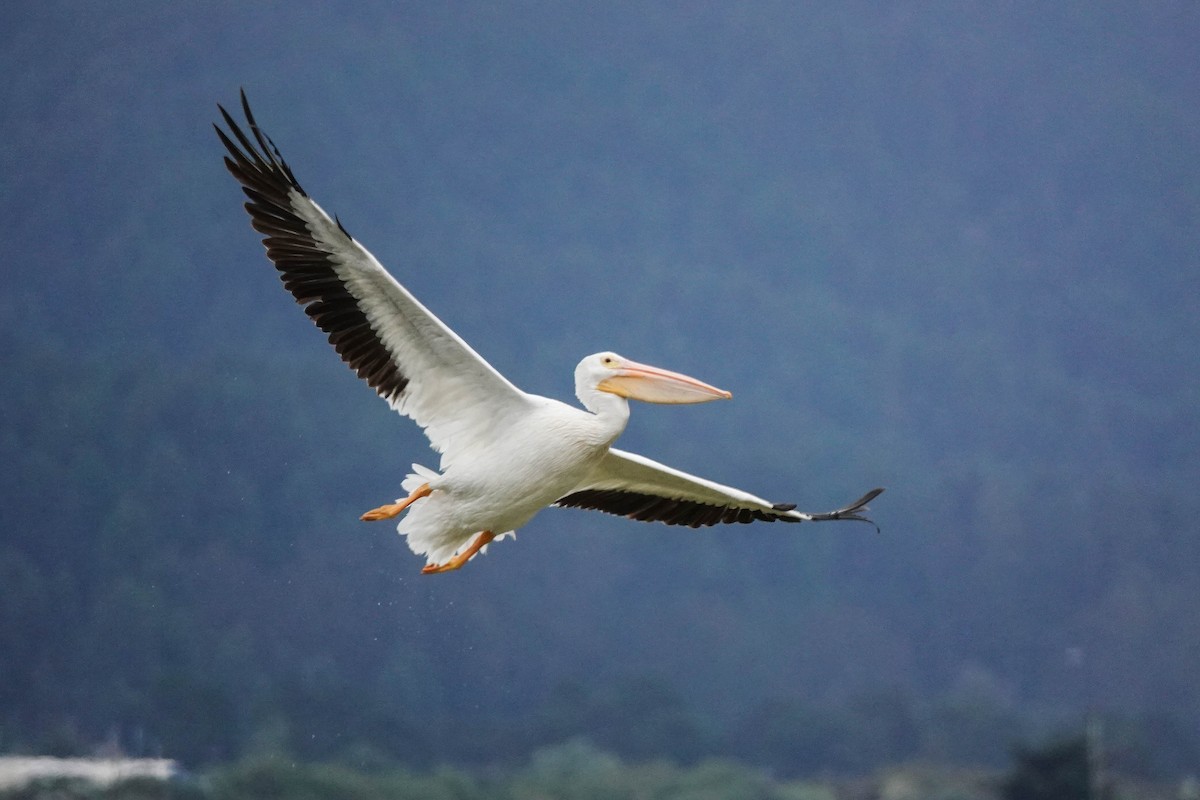 American White Pelican - Ian  Gledhill
