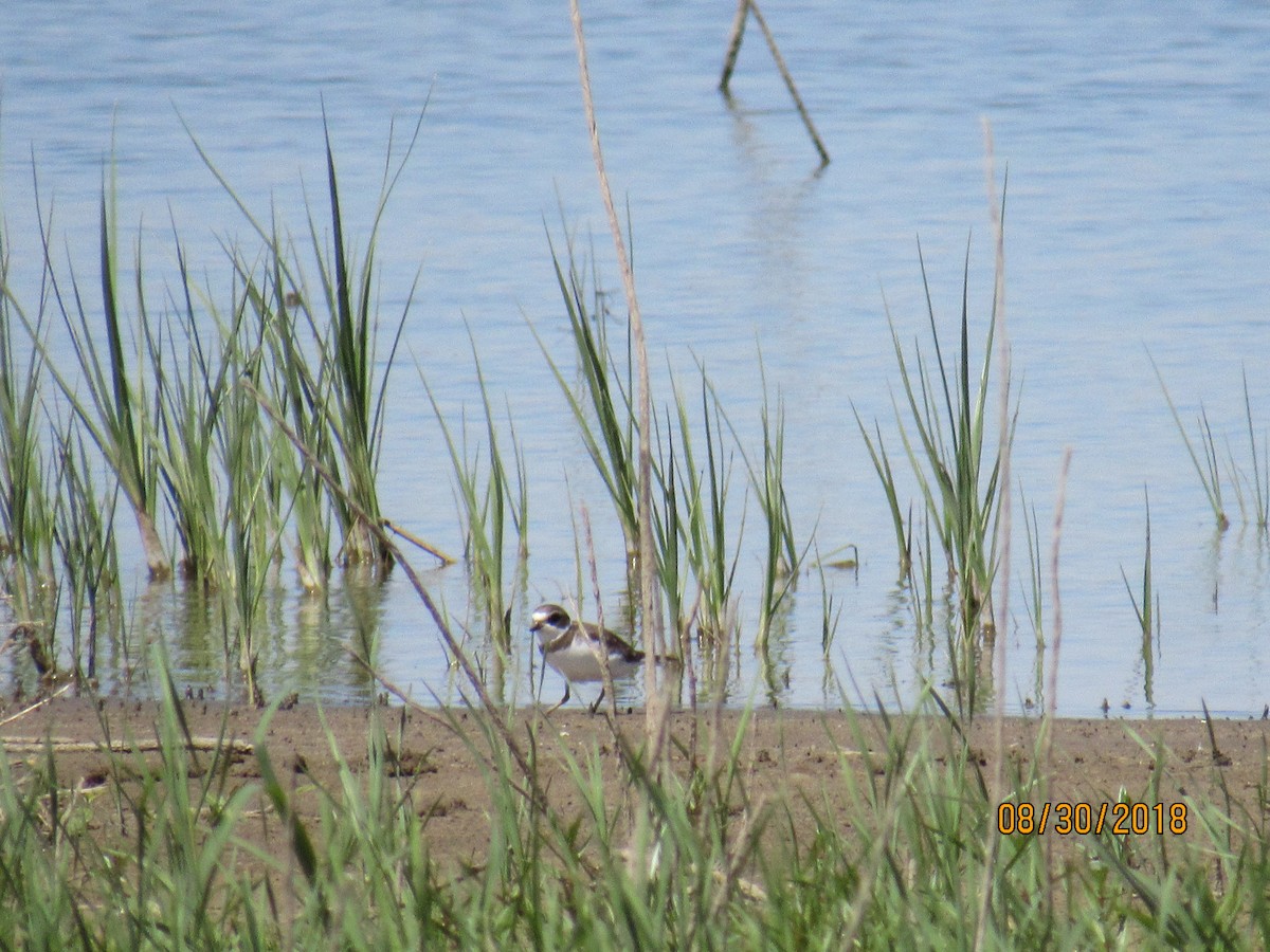 Semipalmated Plover - Crystal  Wilson