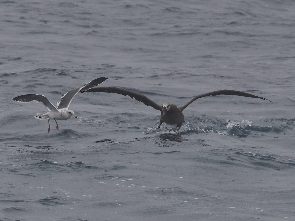 Black-footed Albatross - Merryl Edelstein