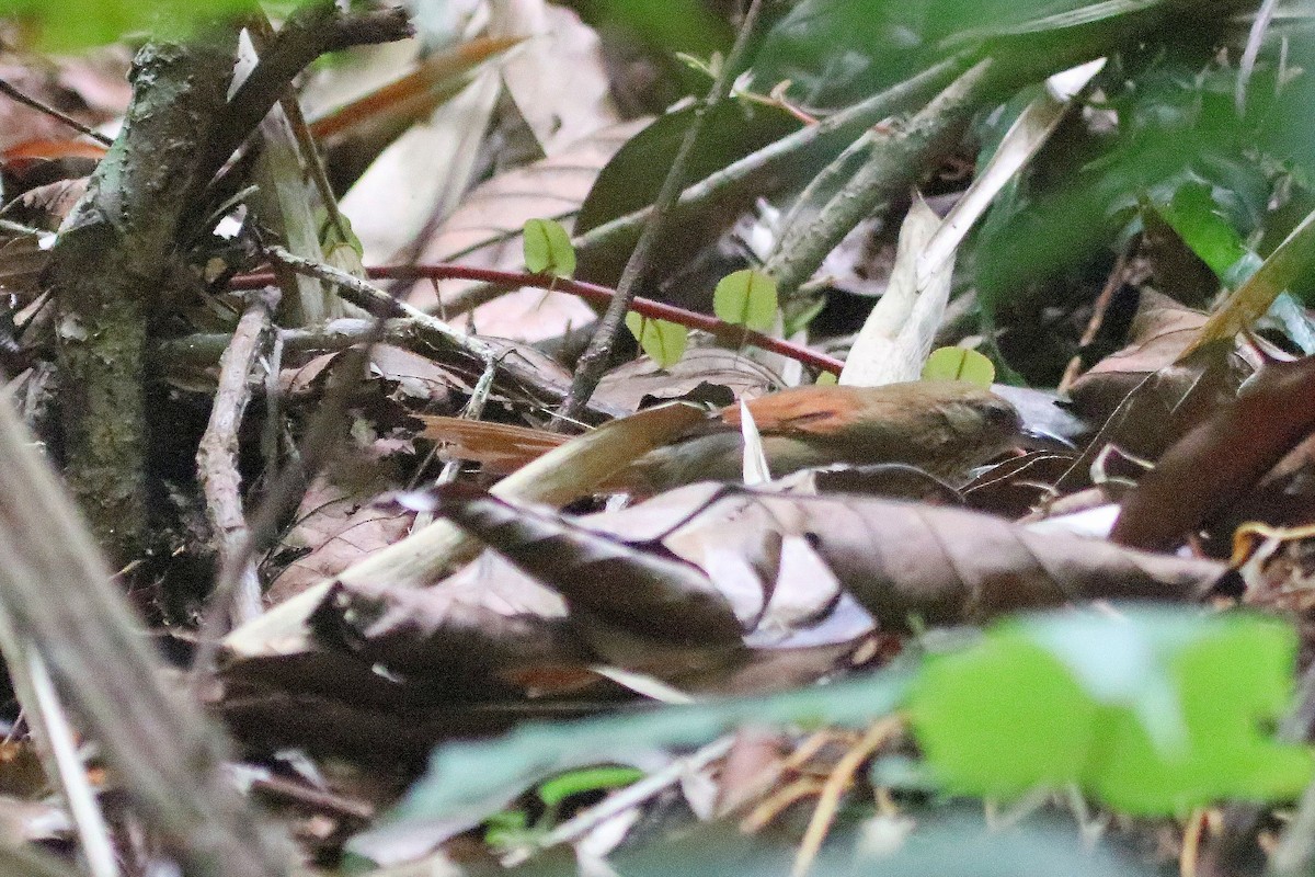 Stripe-breasted Spinetail - Jerry Elling