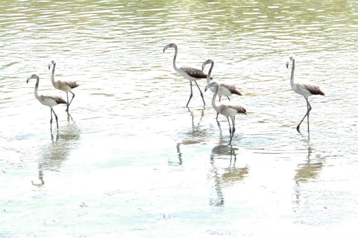 Greater Flamingo - Salih MALAKCIOGLU