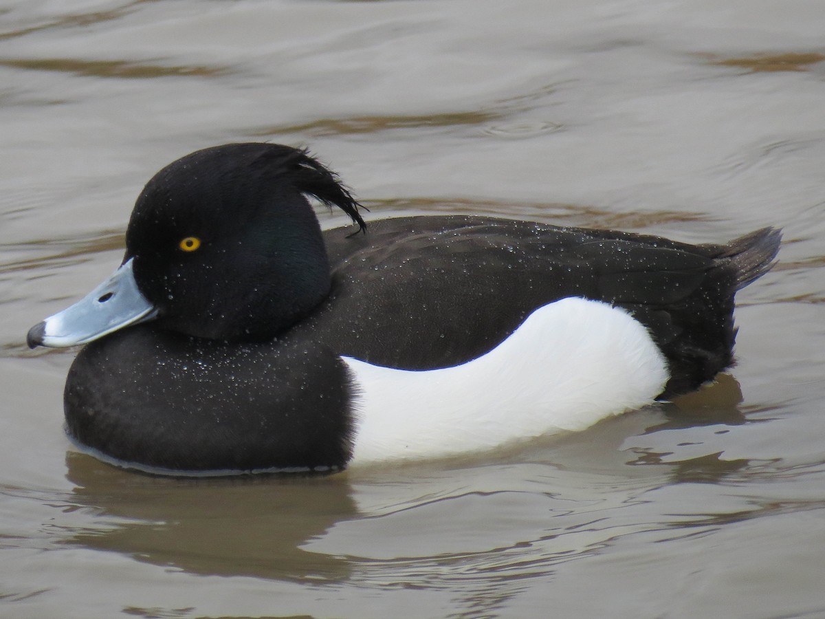 Tufted Duck - ML112952641