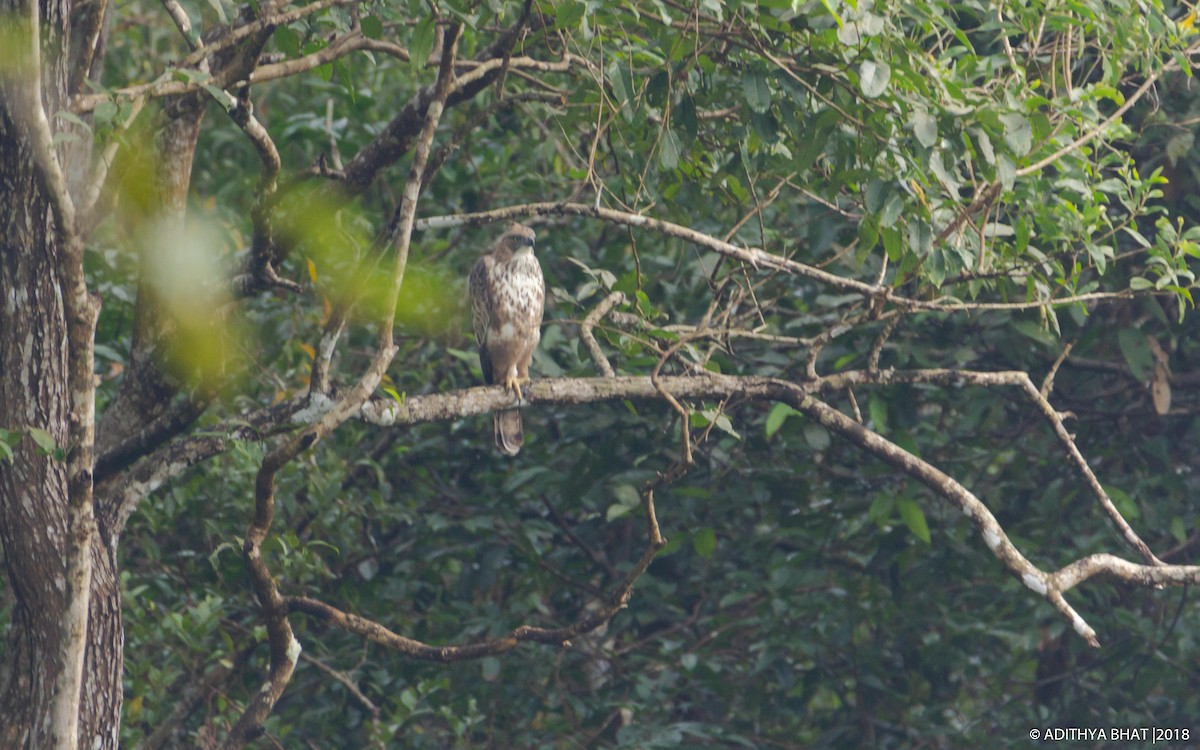 Changeable Hawk-Eagle (Crested) - Adithya Bhat