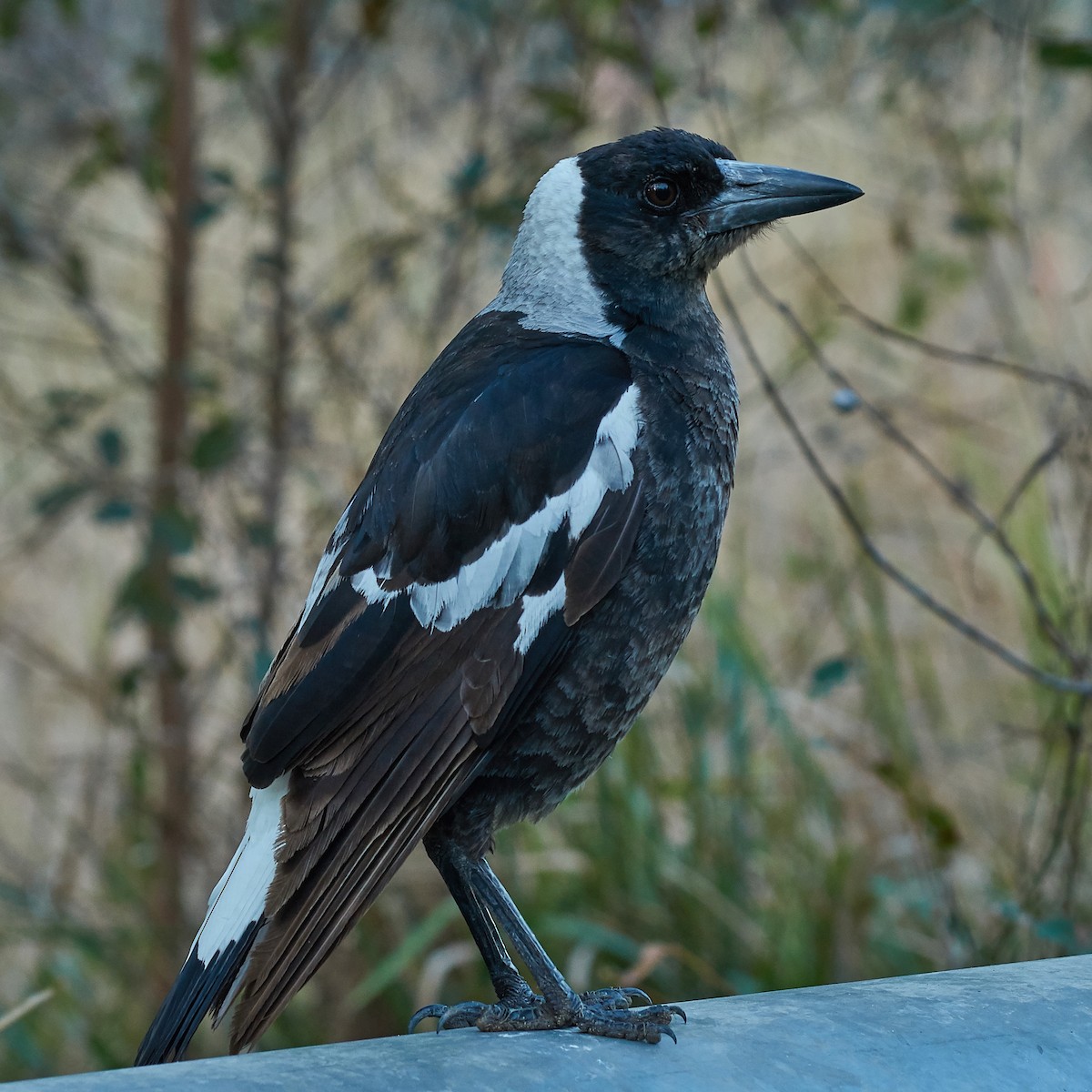 Australian Magpie (Black-backed) - Sara Young