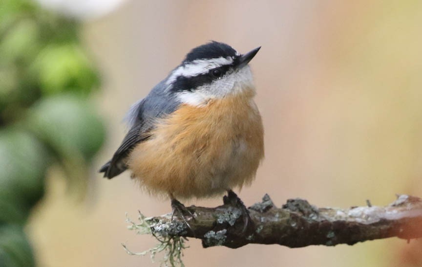 Red-breasted Nuthatch - Mark Dennis