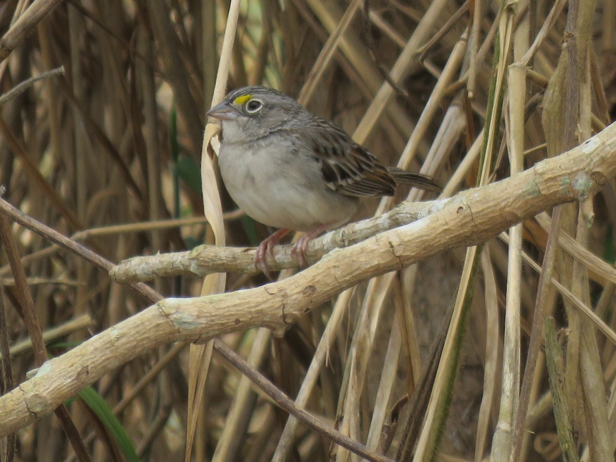 Grassland Sparrow - ML112965021
