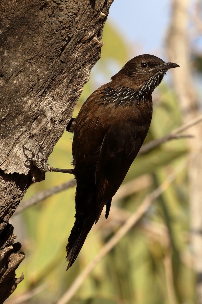 Black-tailed Treecreeper - Keith & Lindsay Fisher