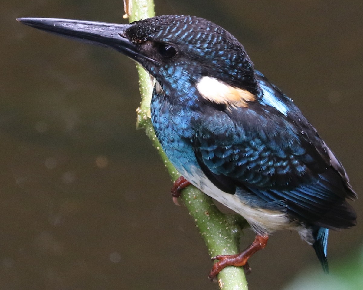 Javan Blue-banded Kingfisher - ML112966741