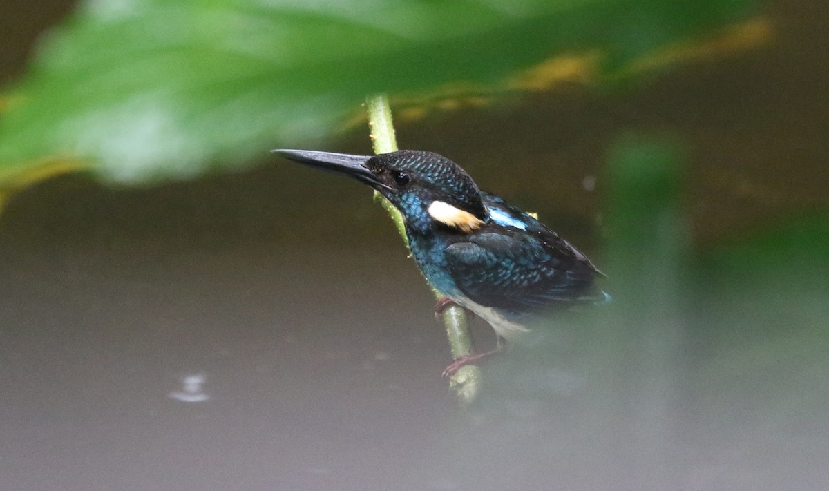 Javan Blue-banded Kingfisher - ML112966751