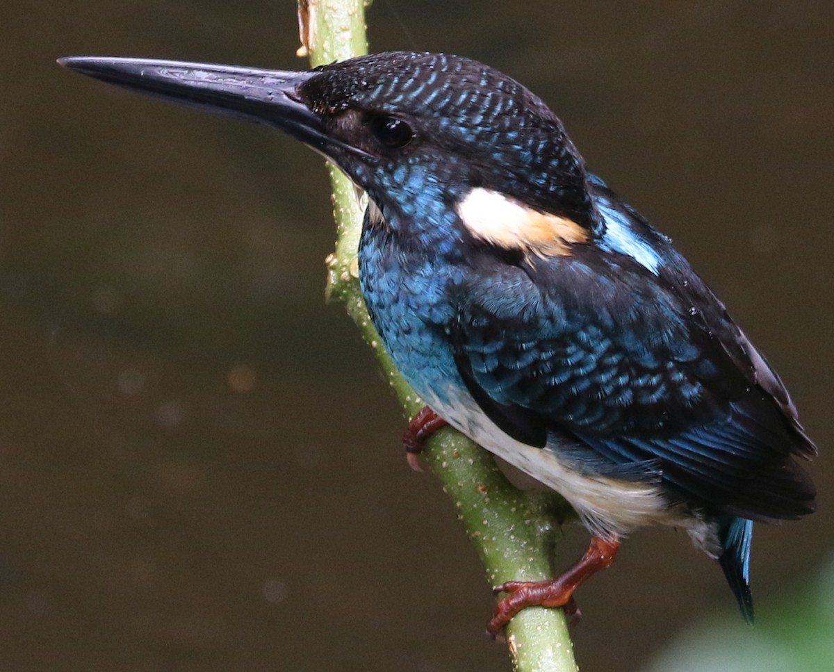 Javan Blue-banded Kingfisher - ML112966781