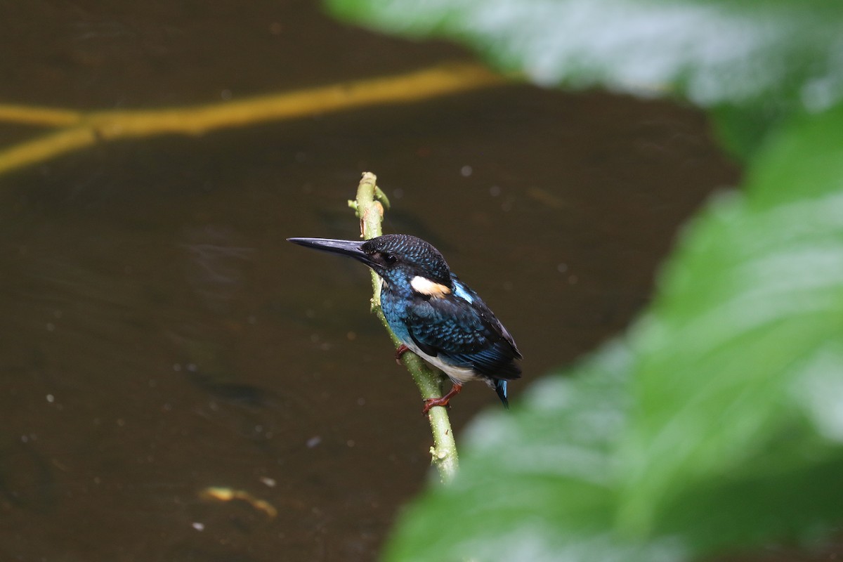 Javan Blue-banded Kingfisher - ML112966811