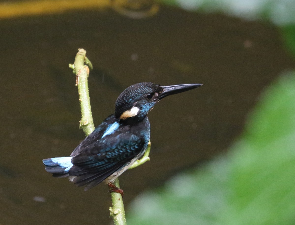 Javan Blue-banded Kingfisher - Michael Kearns