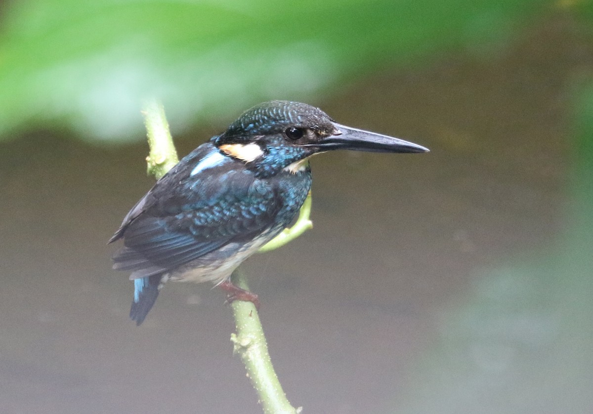 Javan Blue-banded Kingfisher - ML112966831