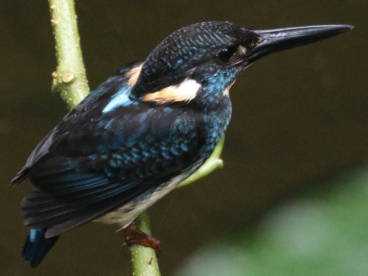 Javan Blue-banded Kingfisher - ML112966841
