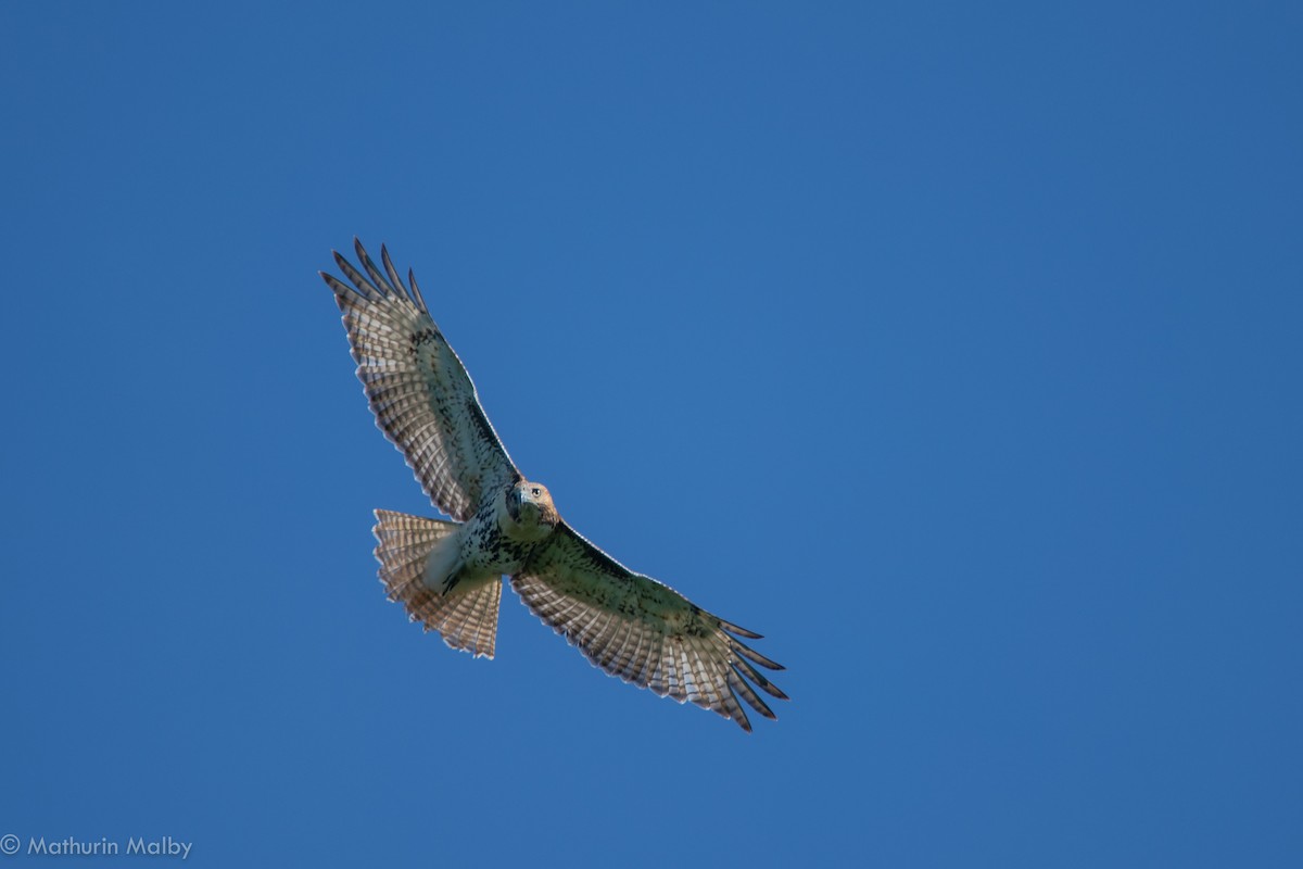 Red-tailed Hawk - Mathurin Malby