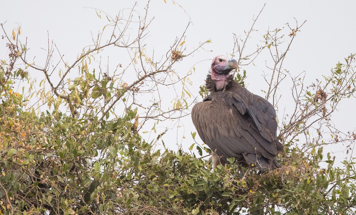 Lappet-faced Vulture - ML112967801