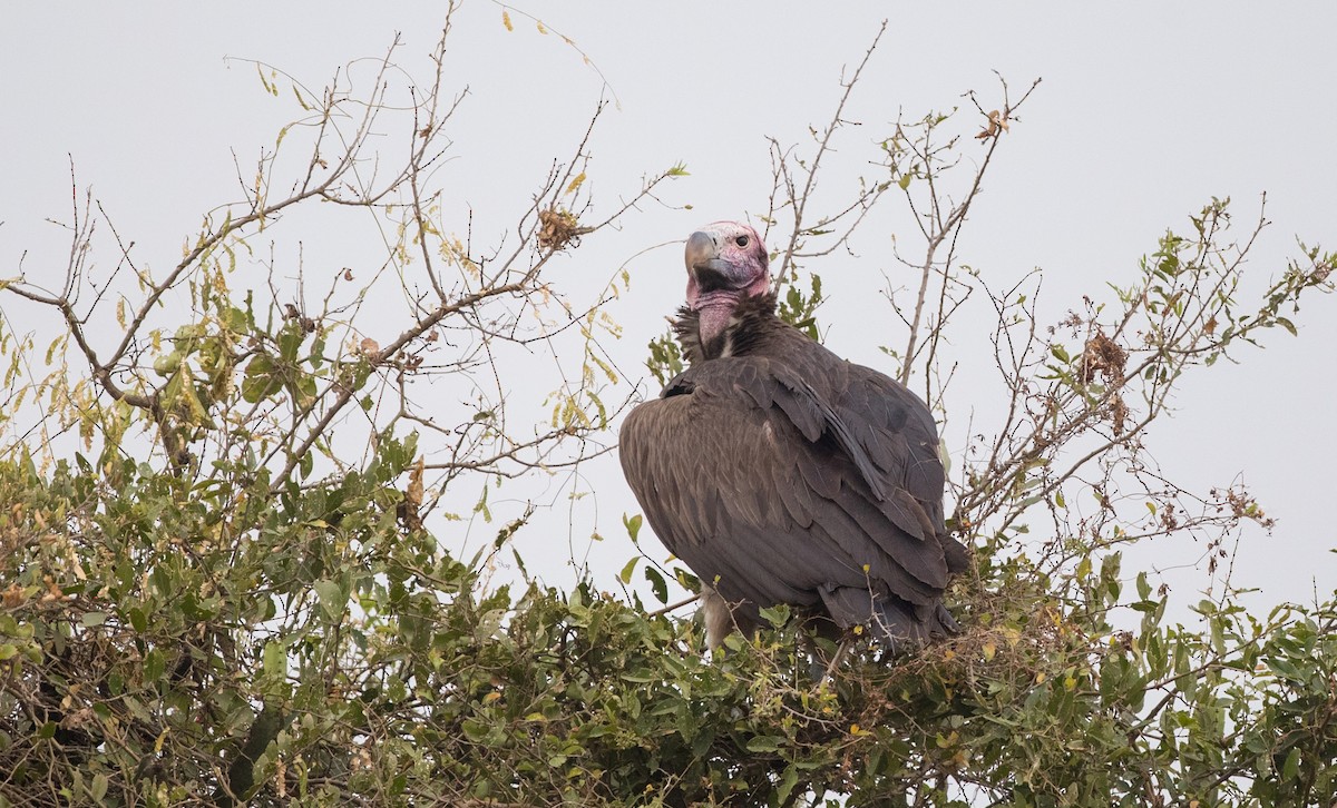 Lappet-faced Vulture - ML112967831