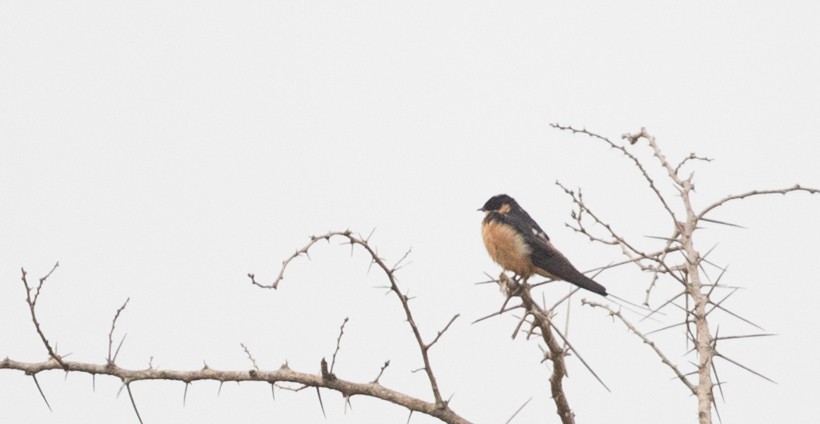 Rufous-chested Swallow - ML112967881