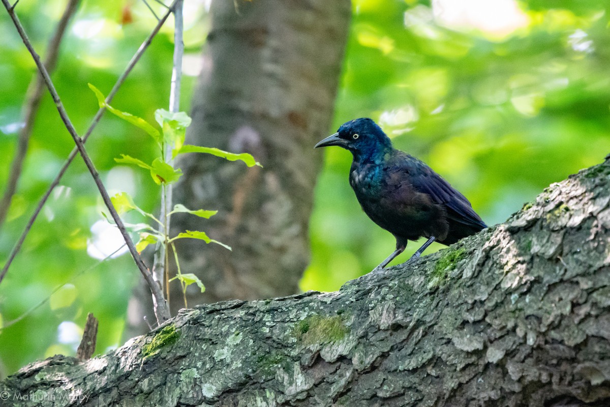 Common Grackle - Mathurin Malby