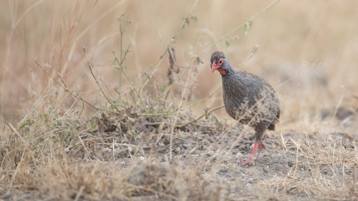 Red-necked Spurfowl (Cranch's) - ML112968141