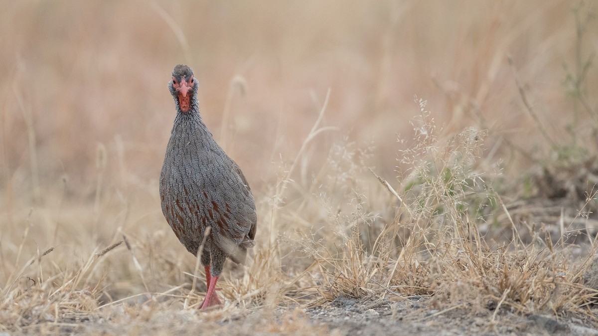 Red-necked Spurfowl (Cranch's) - ML112968151