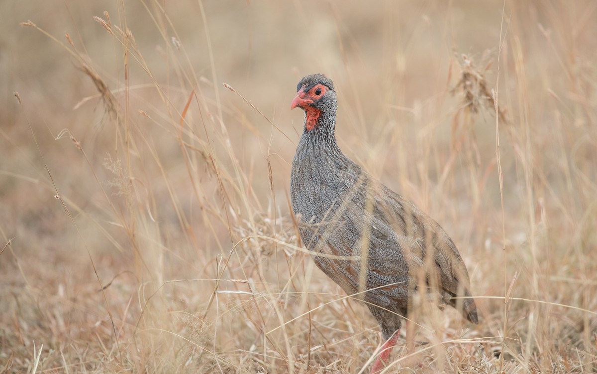 Red-necked Spurfowl (Cranch's) - Ian Davies