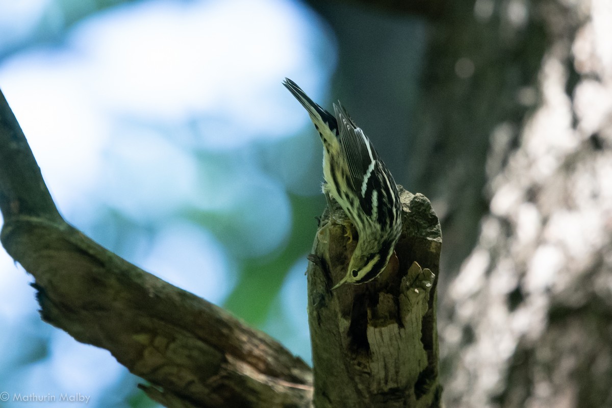 Black-and-white Warbler - Mathurin Malby