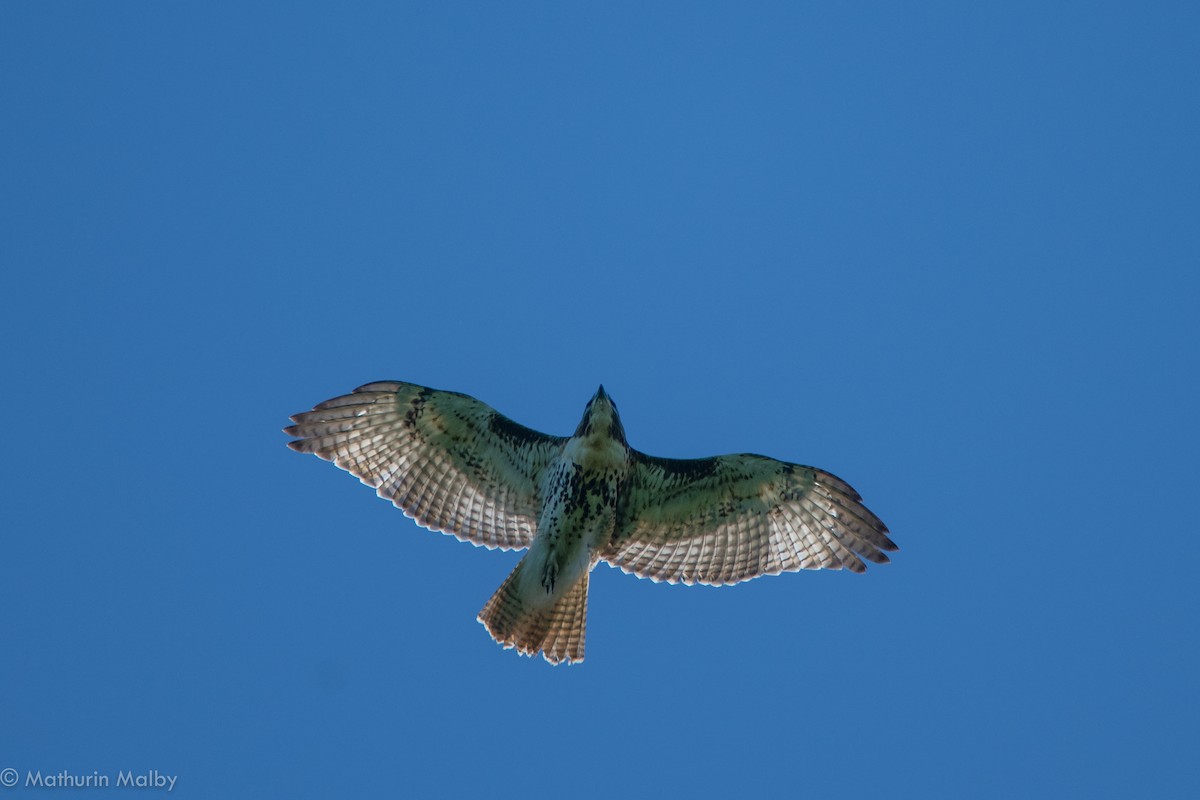 Red-tailed Hawk - Mathurin Malby