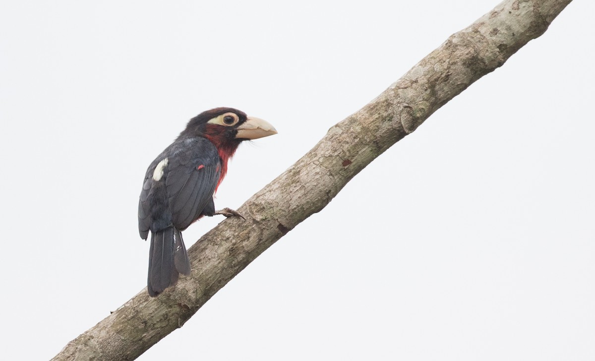 Double-toothed Barbet - Ian Davies