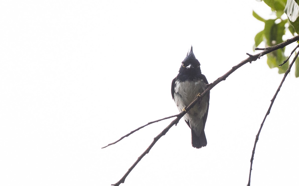 Black-and-white Shrike-flycatcher - Ian Davies