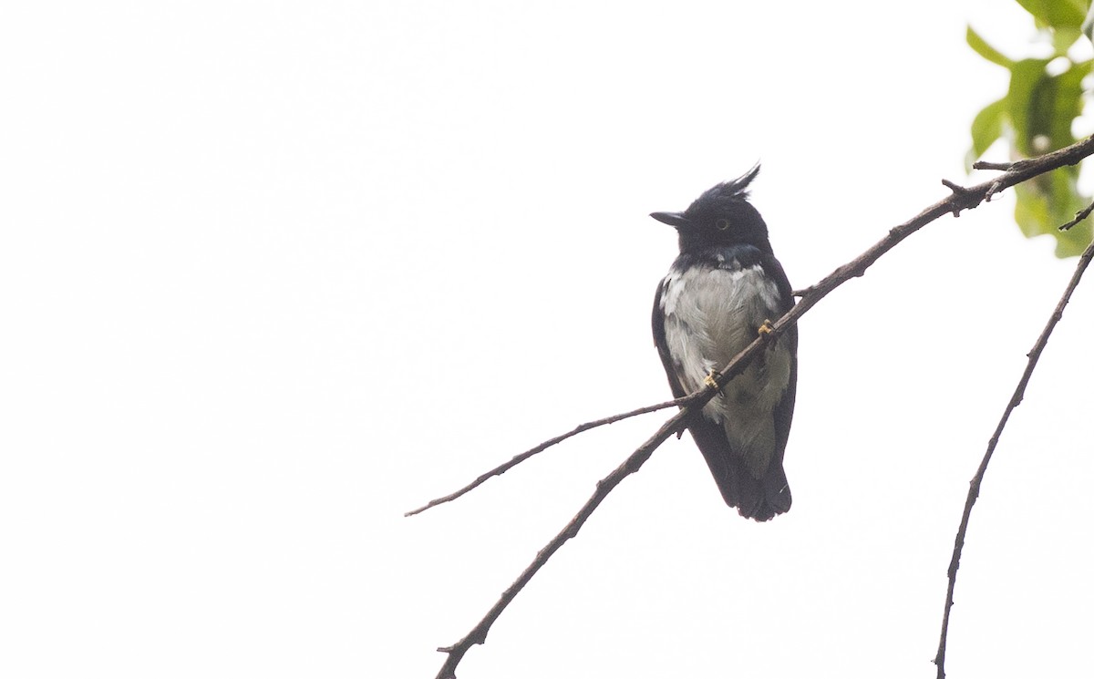 Black-and-white Shrike-flycatcher - Ian Davies