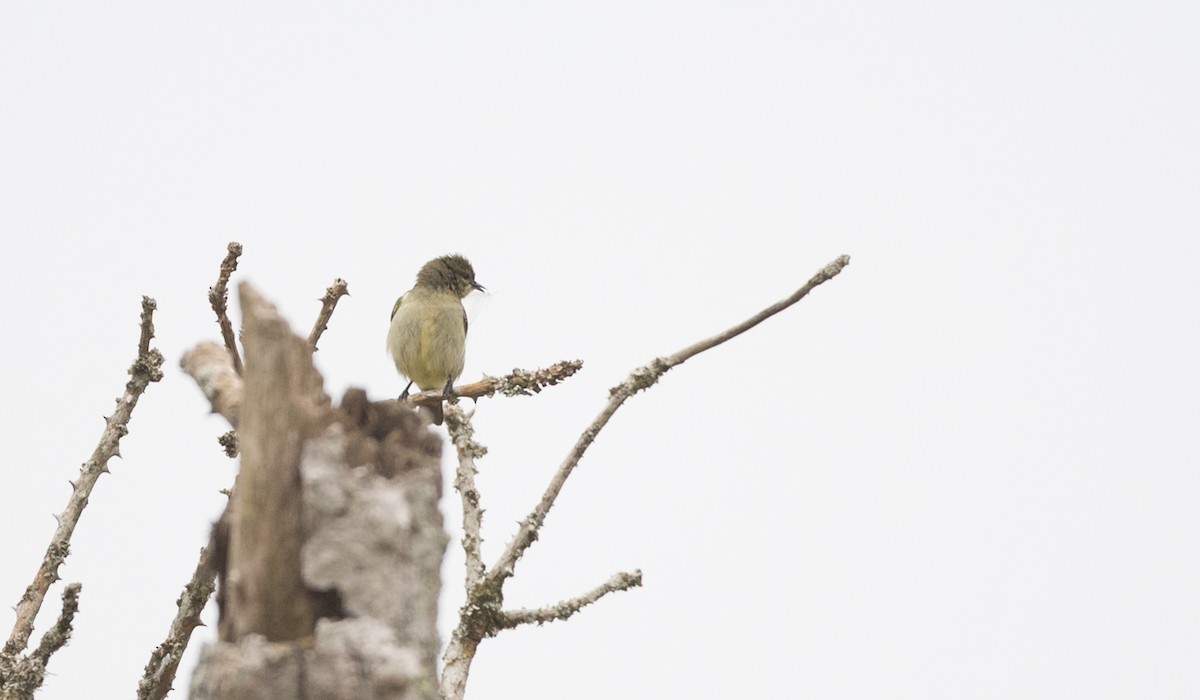 Green Sunbird (Gray-throated) - ML112969741
