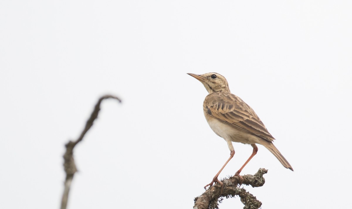 African Pipit (African) - ML112969761