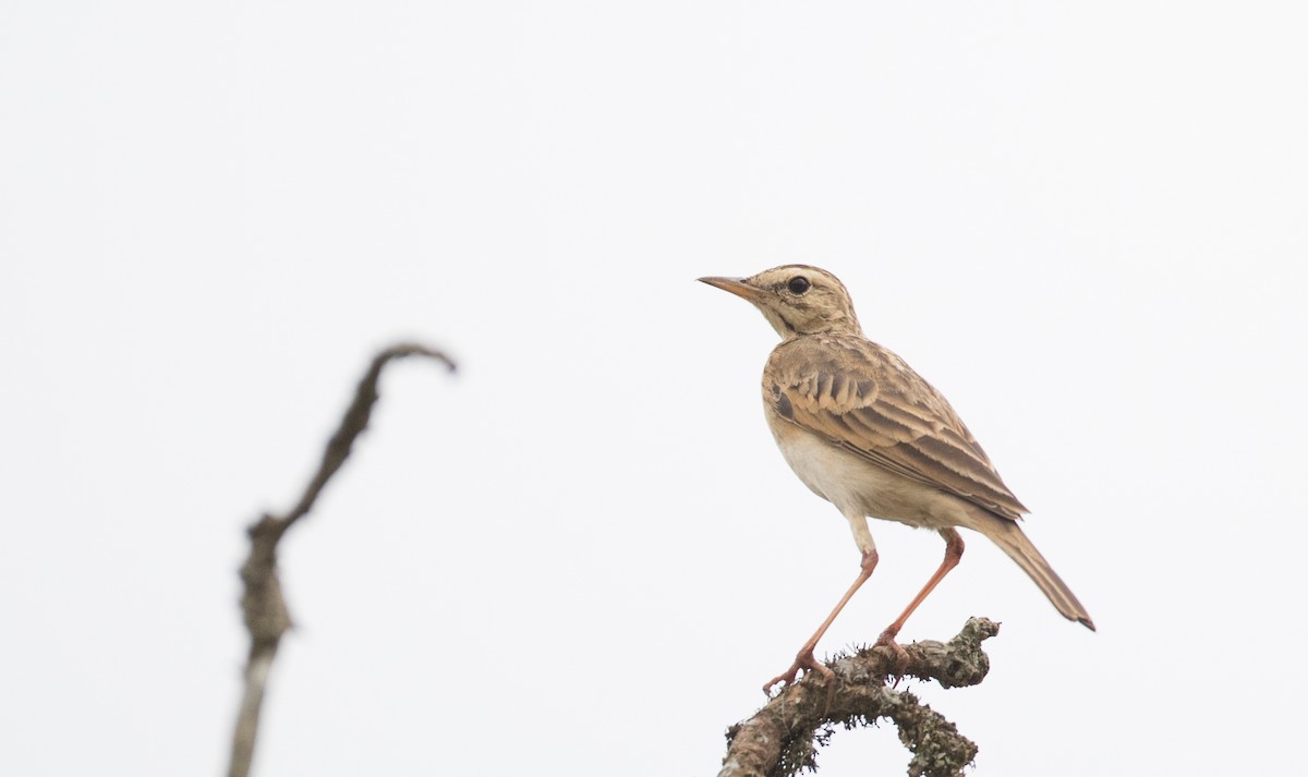 African Pipit (African) - ML112969771