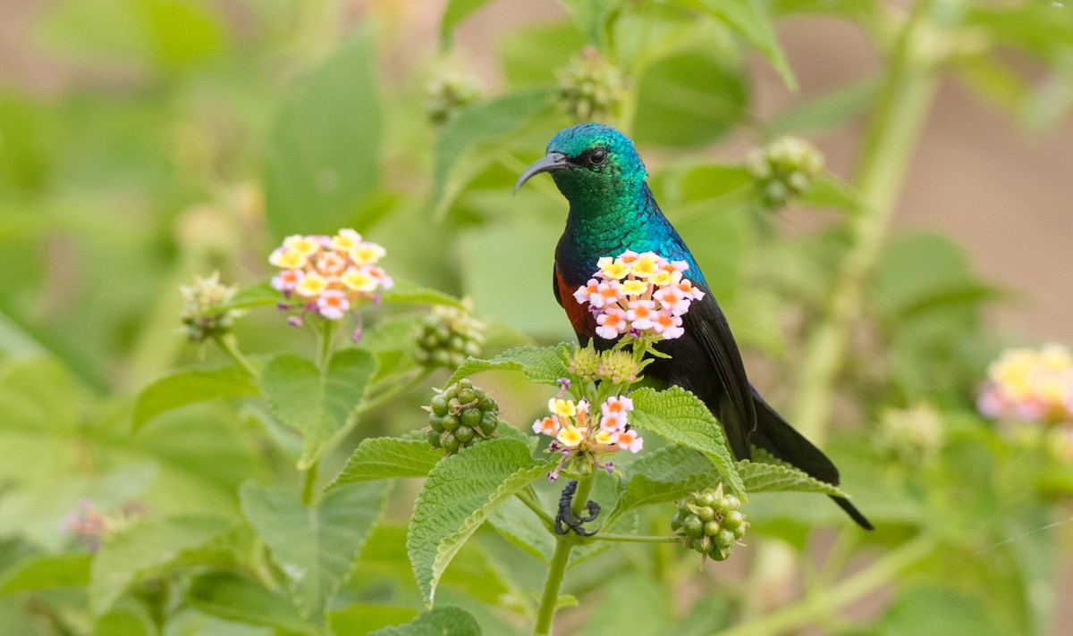 Red-chested Sunbird - ML112970471