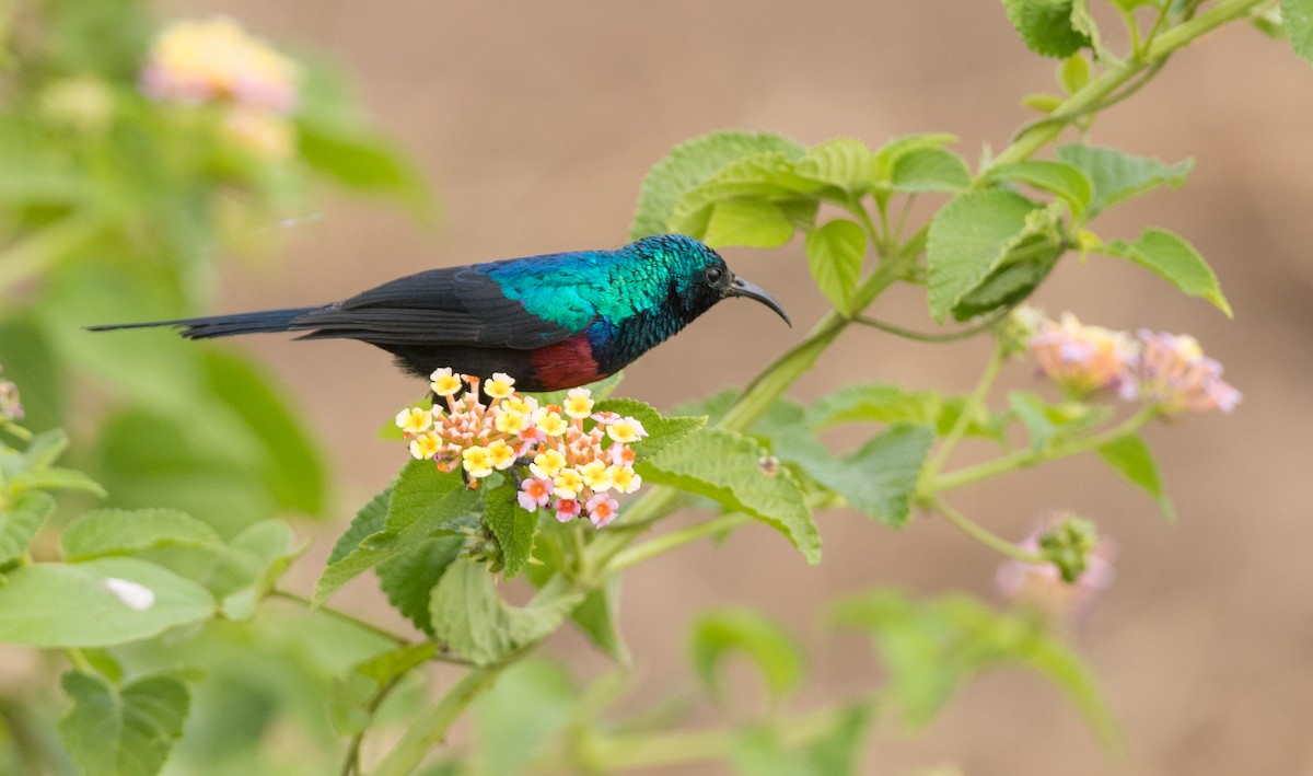 Red-chested Sunbird - ML112970491