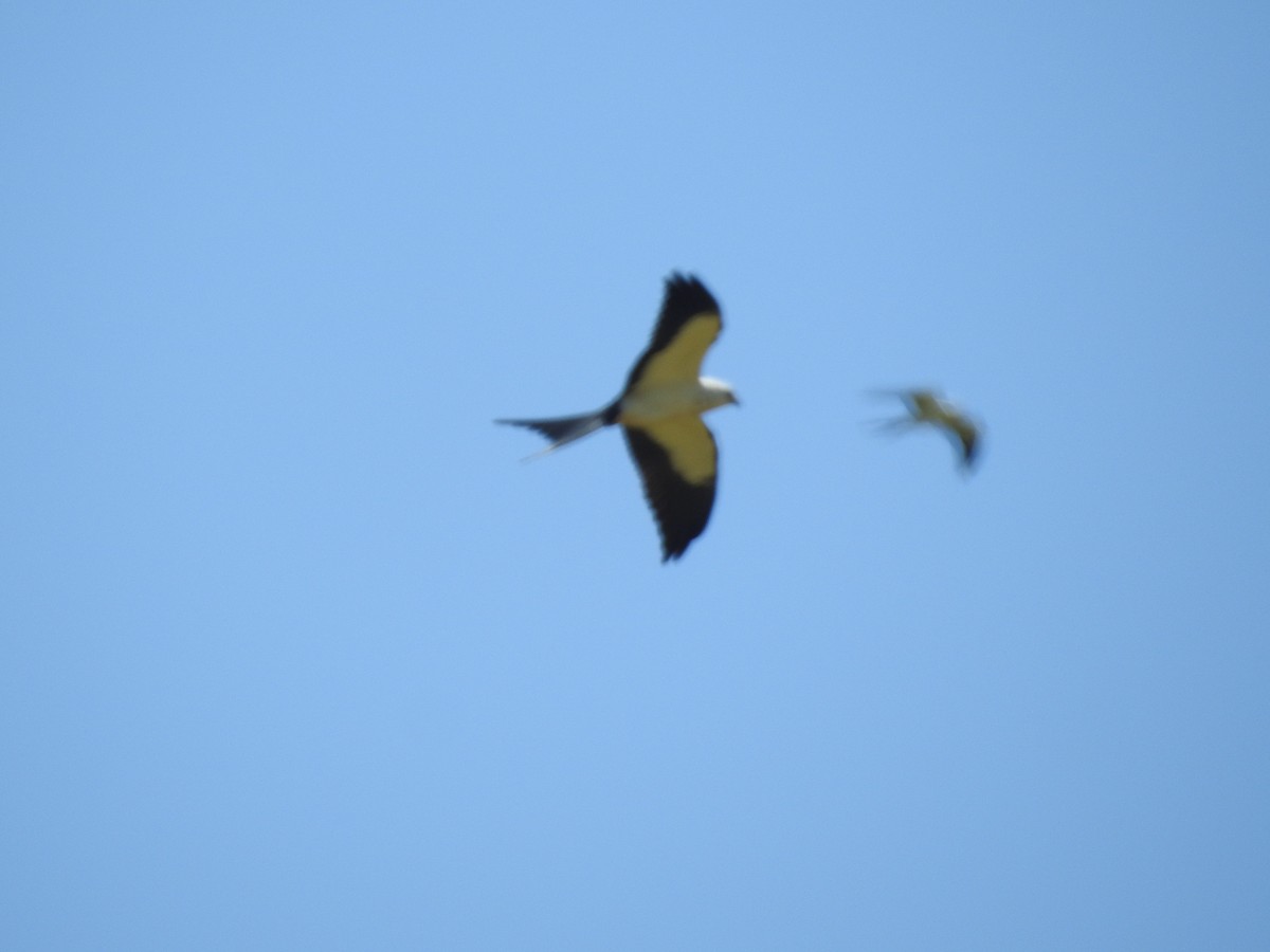 Swallow-tailed Kite - Becky Rosamond