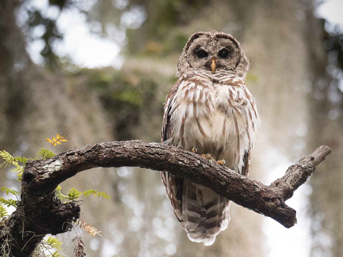 Barred Owl - Lynette Spence