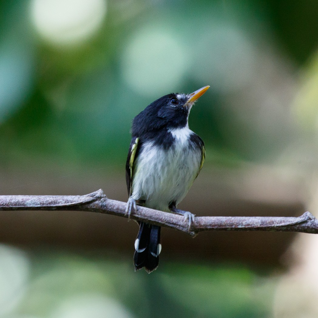Black-and-white Tody-Flycatcher - Silvia Faustino Linhares