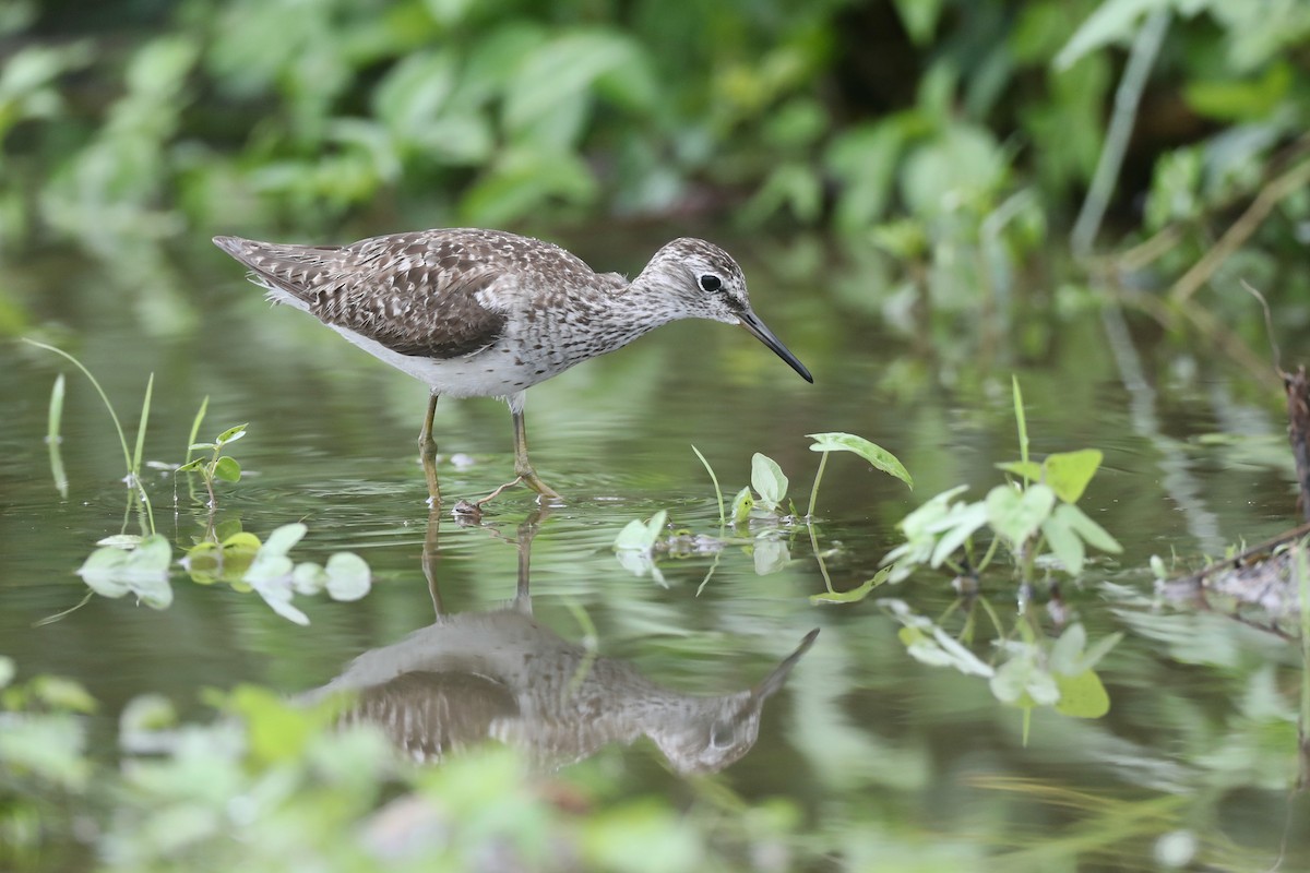 Wood Sandpiper - Ting-Wei (廷維) HUNG (洪)