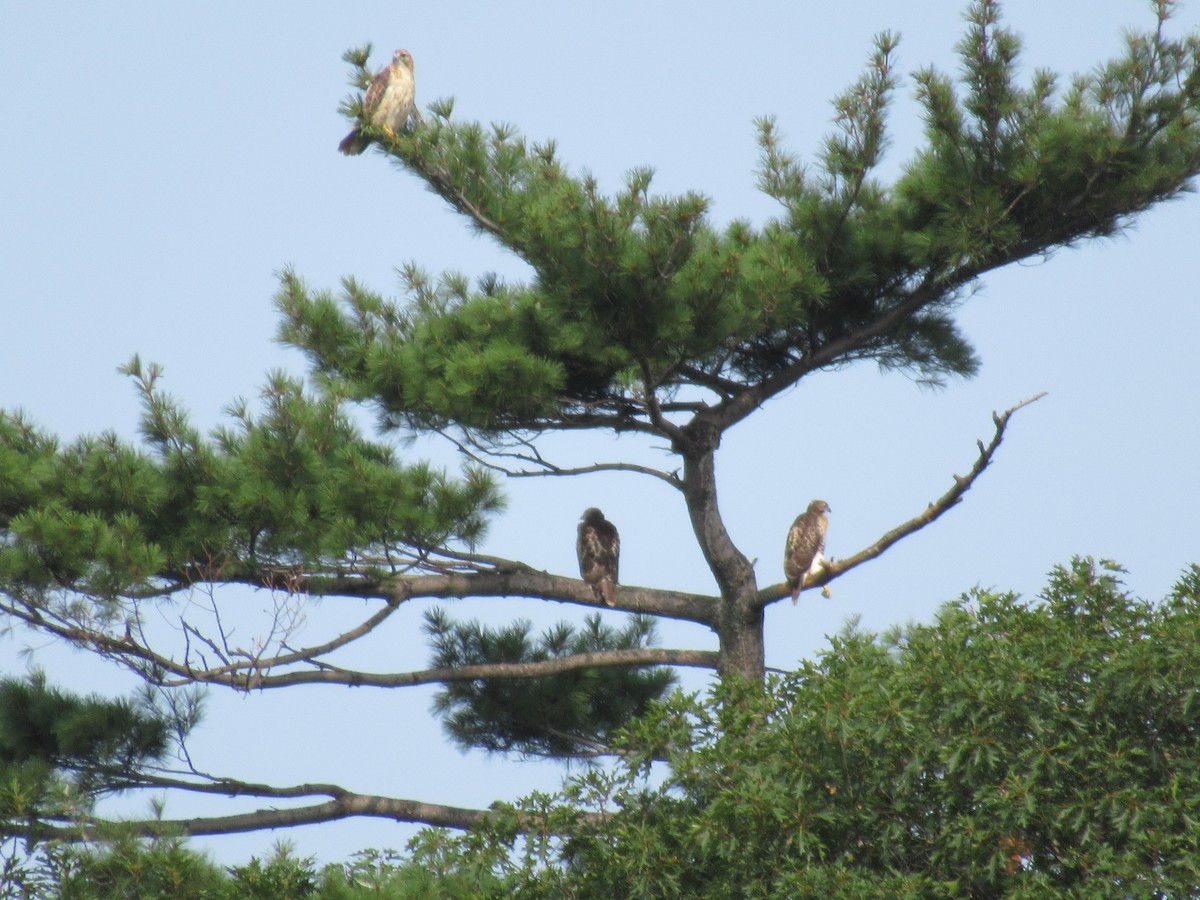 Red-tailed Hawk - ML112976311