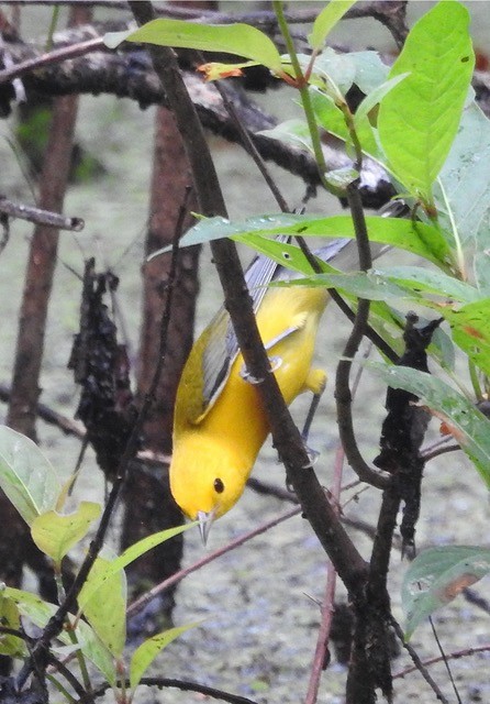 Prothonotary Warbler - Jacque Woodward