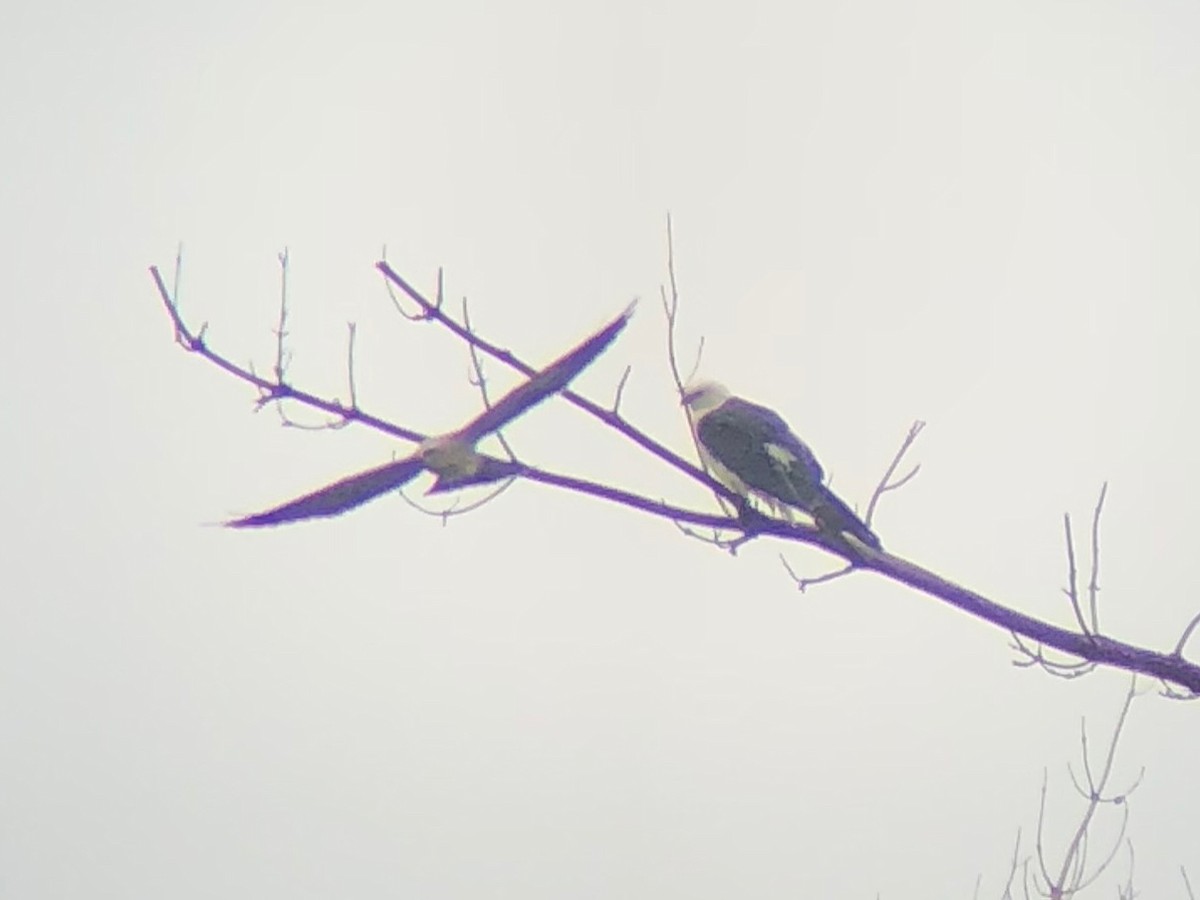 Swallow-tailed Kite - George Chiu