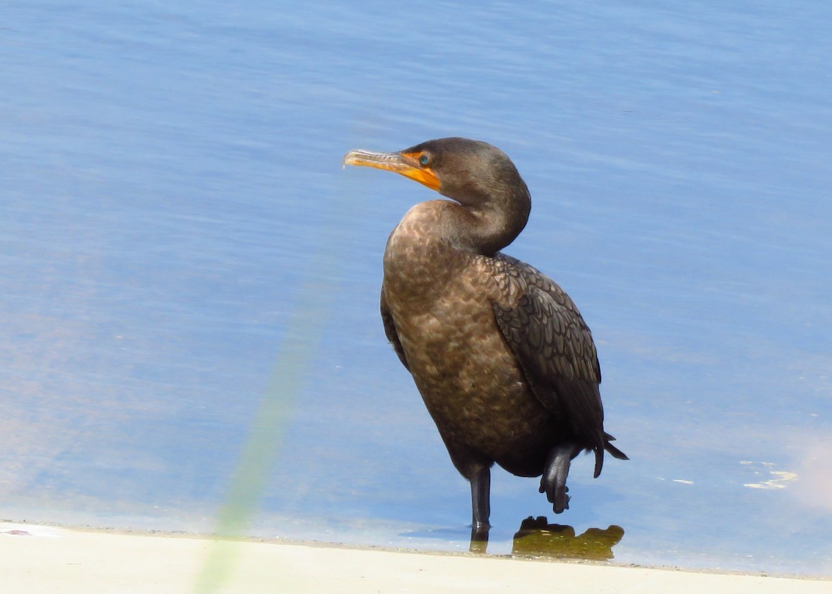 Double-crested Cormorant - Susan Young