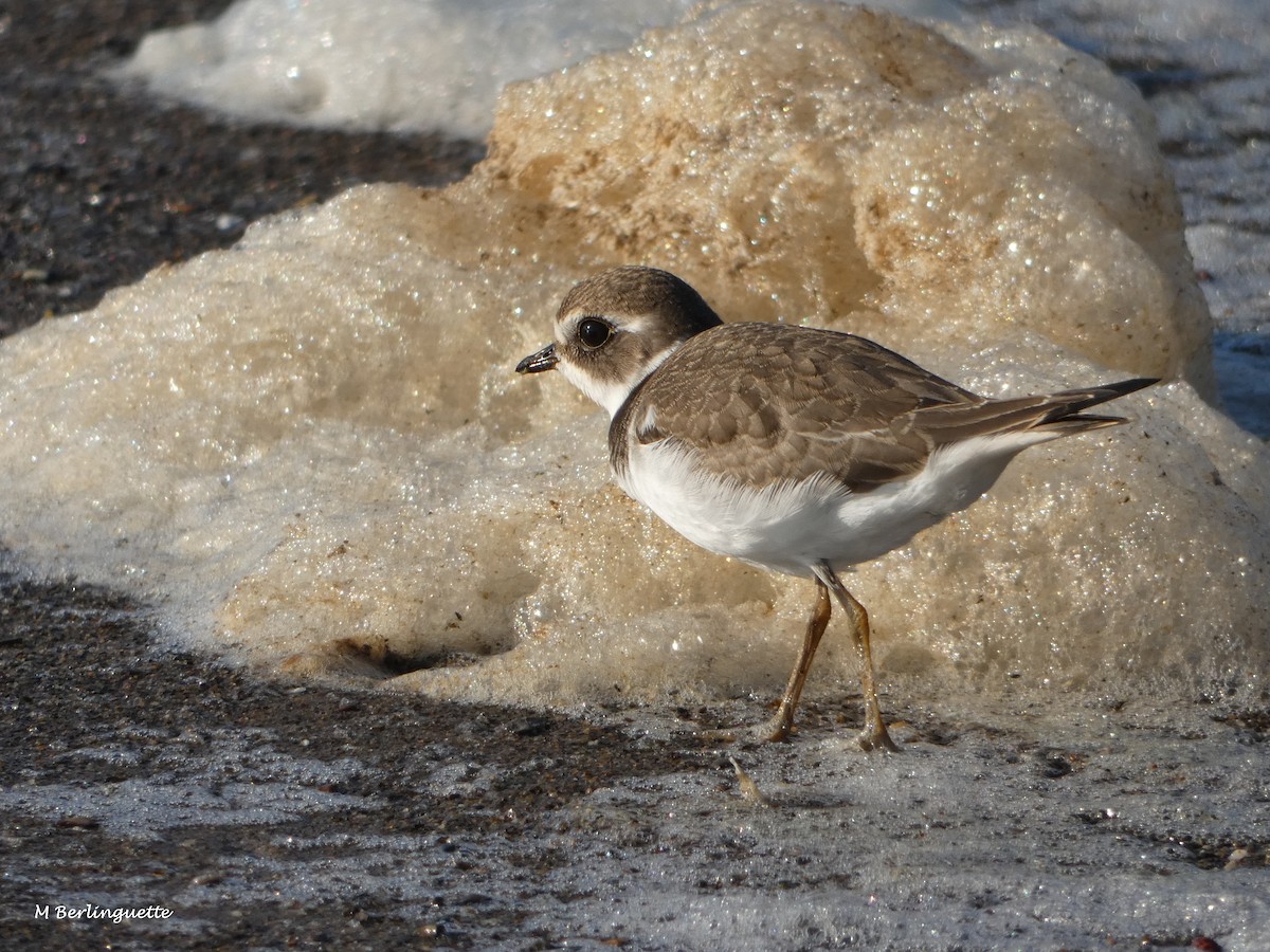 Semipalmated Plover - ML112991711