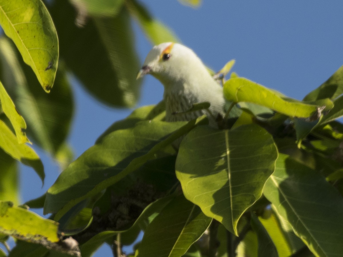 White-capped Fruit-Dove - Susan Barnard
