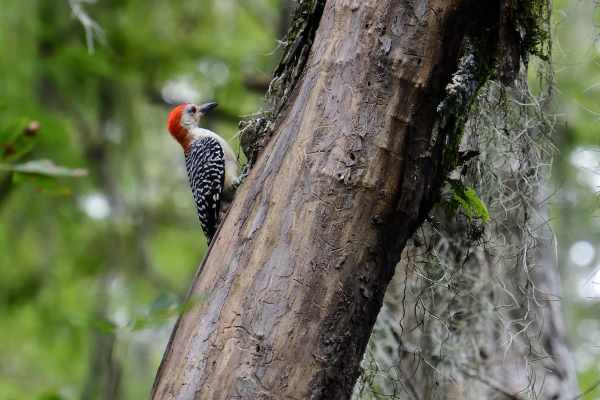 Red-bellied Woodpecker - Michael Coppola