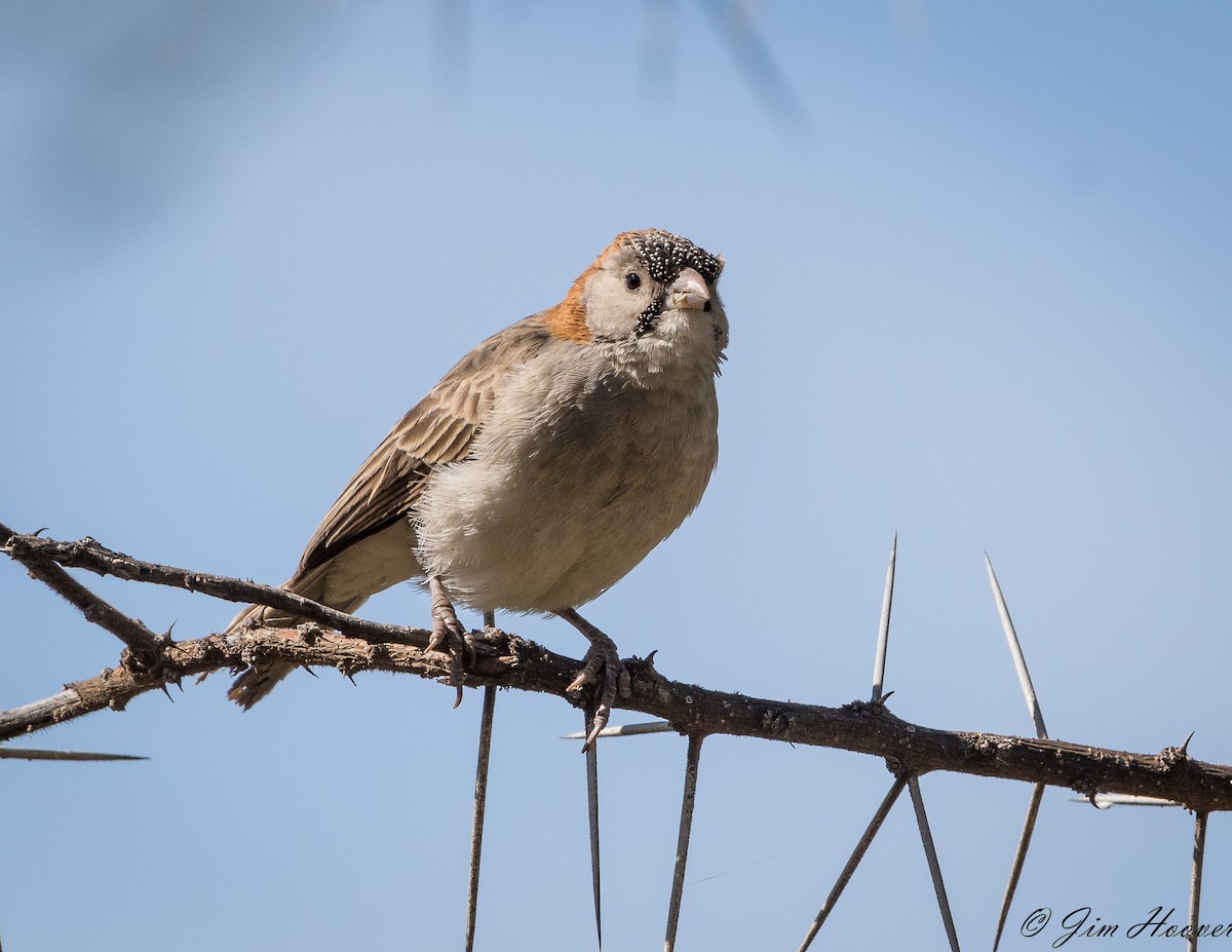 Speckle-fronted Weaver - ML113002121