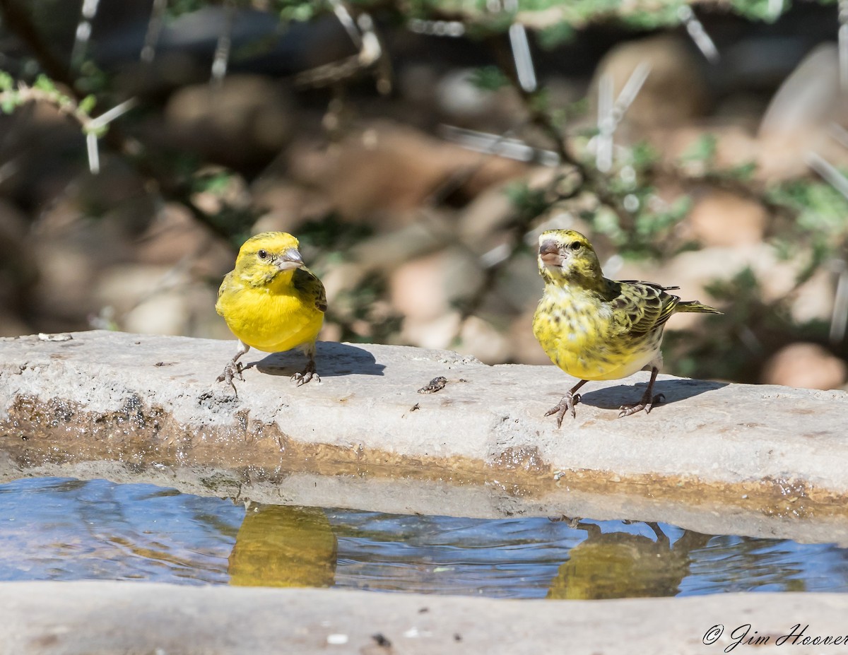 White-bellied Canary - ML113002161